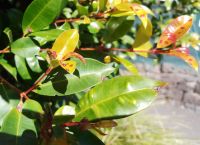 Lilly pilly infected with myrtle rust