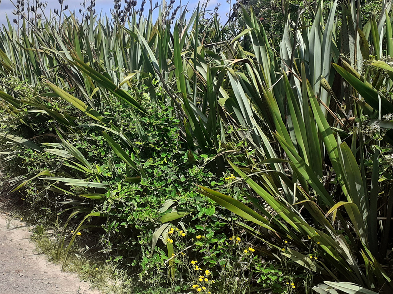 Moth plant smothering harakeke at the release site.