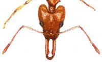 Fig. a: Head of <em>Orectognathus antennatus</em>