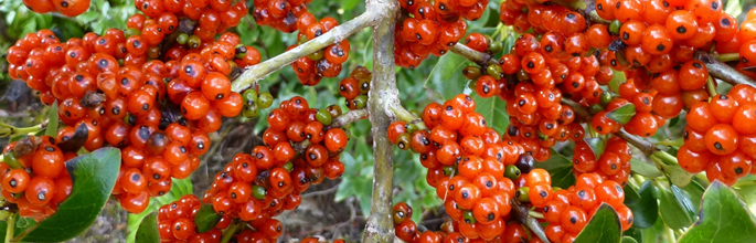 <em>Coprosma robusta</em> (glossy karamu). Timber Trail, Pureora Forest Park, North Island. © Murray Dawson