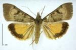 Adult kowhai moth