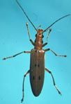 Adult beetle
