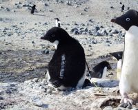Penguin with device attached with a device that records at sea behaviour.