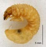 Grass grub, larva of scarab beetle