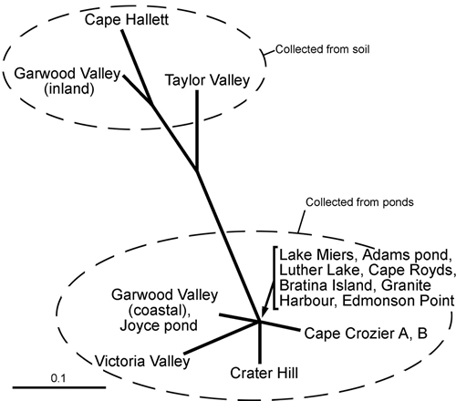 A splitsgraph created using AFLP data from populations of Nostoc throughout Victoria Land. The populations have evolved in a tree-like fashion, and are split according to habitat.
