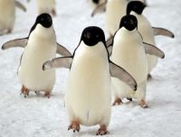Penguin parade. Image - Keven Drew