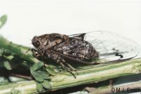 Clapping Cicada: <em>Amphipsalta cingulata</em>
