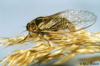 Tussock Cicada: <em>Kikihia angusta</em>