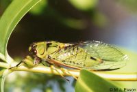 Lanes' Cicada: <em>Kikihia laneorum</em>