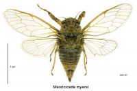 <em>Maoricicada myersi</em> female