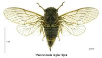 <em>Maoricicada nigra</em> female