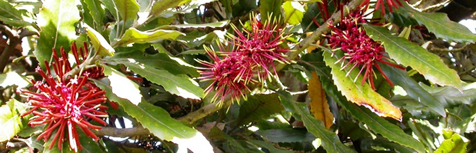 New Zealand Honeysuckle (<em>Knightia excelsa</em>). Image - E Stewart