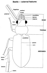 Beetle - external features
