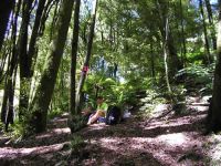 Central North Island Forest – Ivor Yockney hard at work. Image - Wendy Ruscoe