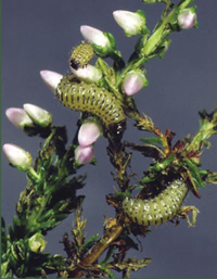 Heather Beetles (<em>Lochmaea suturalis</em>).