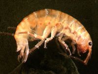 Amphipod. Image - S Moore