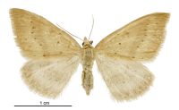 Asaphodes mnesichola (female). Geometridae: Larentiinae. 