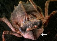 Labial palps covering the “face”