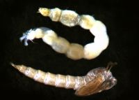 Larva (above) and pupa (bottom)