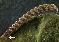 Larva with retractile hooks and gills