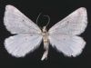 Tussock grassland moth