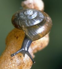 orchid snail, Zonitidae: <em>Zonitoides arboreus</em> (Say, 1816) 