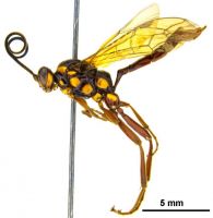 Ichneumoninae  Degithina.