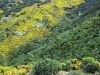 Native trees growing up through flowering gorse. Most of the land in this picture would qualify as ‘forest’. Image - Larry Burrows