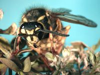 German wasp (<em>Vespula germanica</em>)