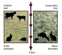 <strong>Fig.</strong> Dryland ecosystems showed a significant response to the removal of livestock. Land grazed by sheep or cattle was dominated by exotic grasses, and carried many rabbits and hedgehogs. In comparison, land retired from grazing for conservation purposes was dominated by native herbs and shrubs, and had higher numbers of possums, hares and mice.