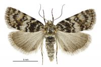 Tauroscopa notabilis (female). Crambidae: Crambinae. Endemic