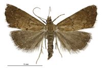 Glaucocharis epiphaea (female). Crambidae: Crambinae. Endemic