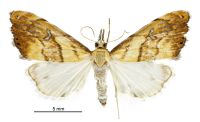 Glaucocharis metallifera (female). Crambidae: Crambinae. Endemic