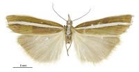 Orocrambus philpotti (Male). Crambidae: Crambinae. 