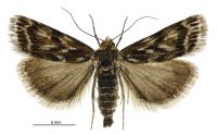 Orocrambus scoparioides (female). Crambidae: Crambinae. Endemic