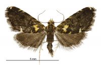 Glaucocharis microdora (male). Crambidae: Crambinae. Endemic