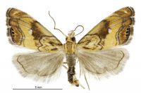 Glaucocharis chrysochyta (male). Crambidae: Crambinae. Endemic