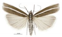 Orocrambus oppositus (female). Crambidae: Crambinae. Endemic