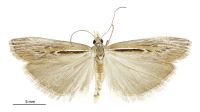 Maoricrambus oncobolus (male). Crambidae: Crambinae. Endemic