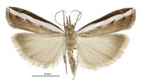 Orocrambus flexuosellus (male). Crambidae: Crambinae. Endemic