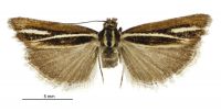 Orocrambus thymiastes (female). Crambidae: Crambinae. Endemic
