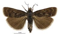 Orocrambus cultus (male). Crambidae: Crambinae. Endemic