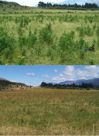 West Coast site, Makarora, where plume moths were released in January 2009 and showing a substantial reduction in ragwort 13 years later in January 2012.