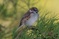 Male House Sparrow. Image - Kev Drew