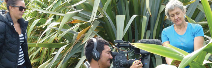 Māori TV filming Sue Scheele in the National Flax Collection.