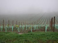 Vineyard. Image - John Hunt