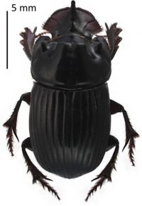 Mexican dung beetle – one of the beetles introduced in 1956 into New Zealand pastures.