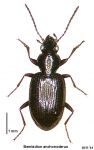 Bembidion (Zemetallina) anchonoderus