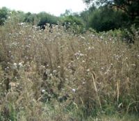 Thistles defoliated by the green thistle beetle near Masterton (L). Close up of a defoliated thistle (R). Image - Harvey Phillips