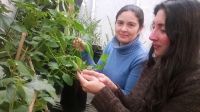 Landcare Research’s Chantal Probst, left, and Maj Padamsee inspect lantana infected with lantana blister rust. Image - Catia Delmiglio. 